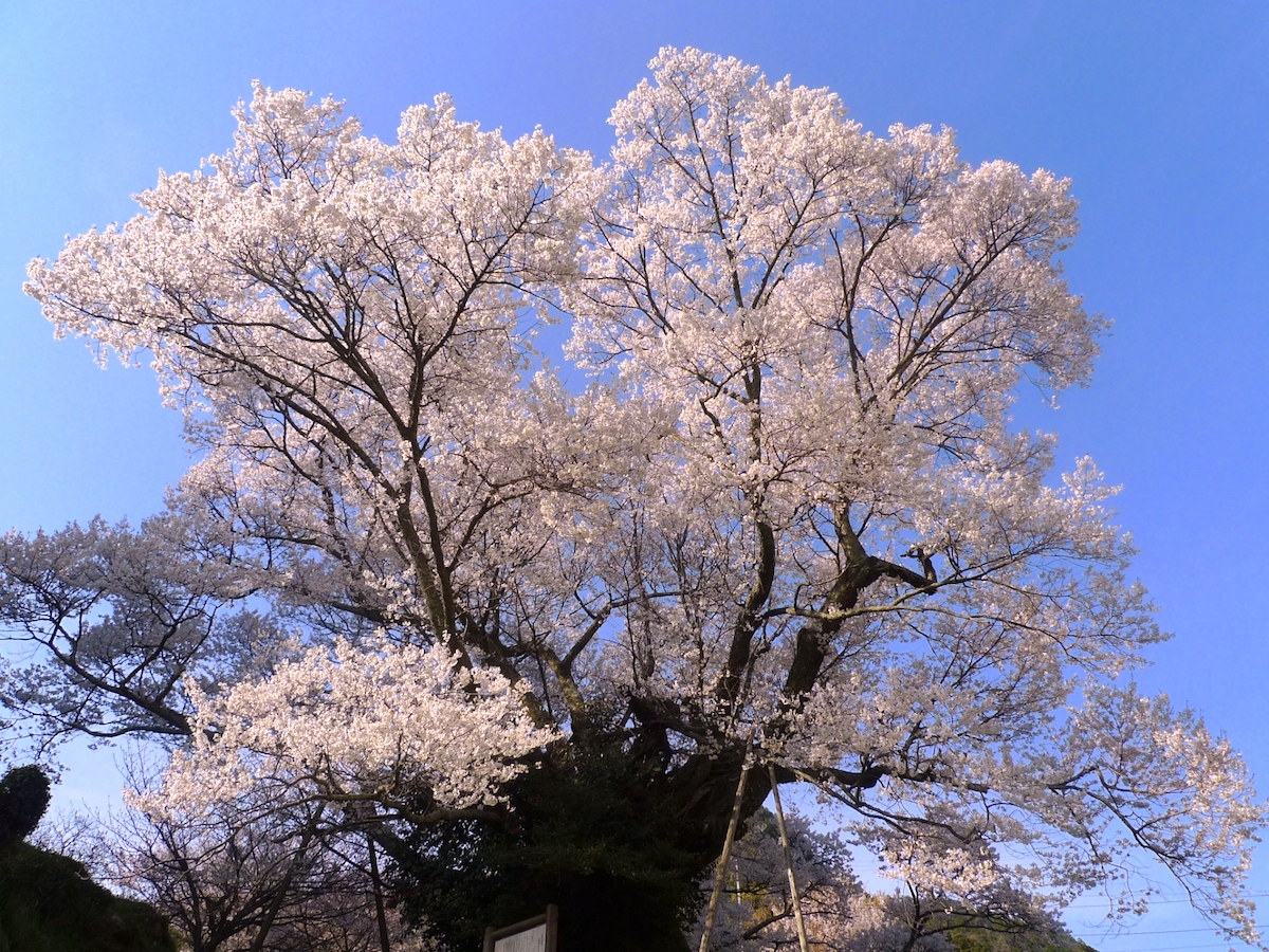 佛隆寺の千年桜