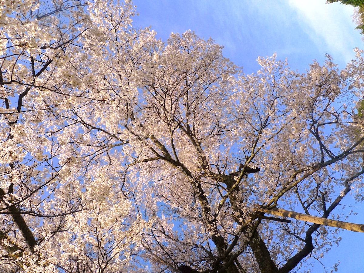 佛隆寺の千年桜