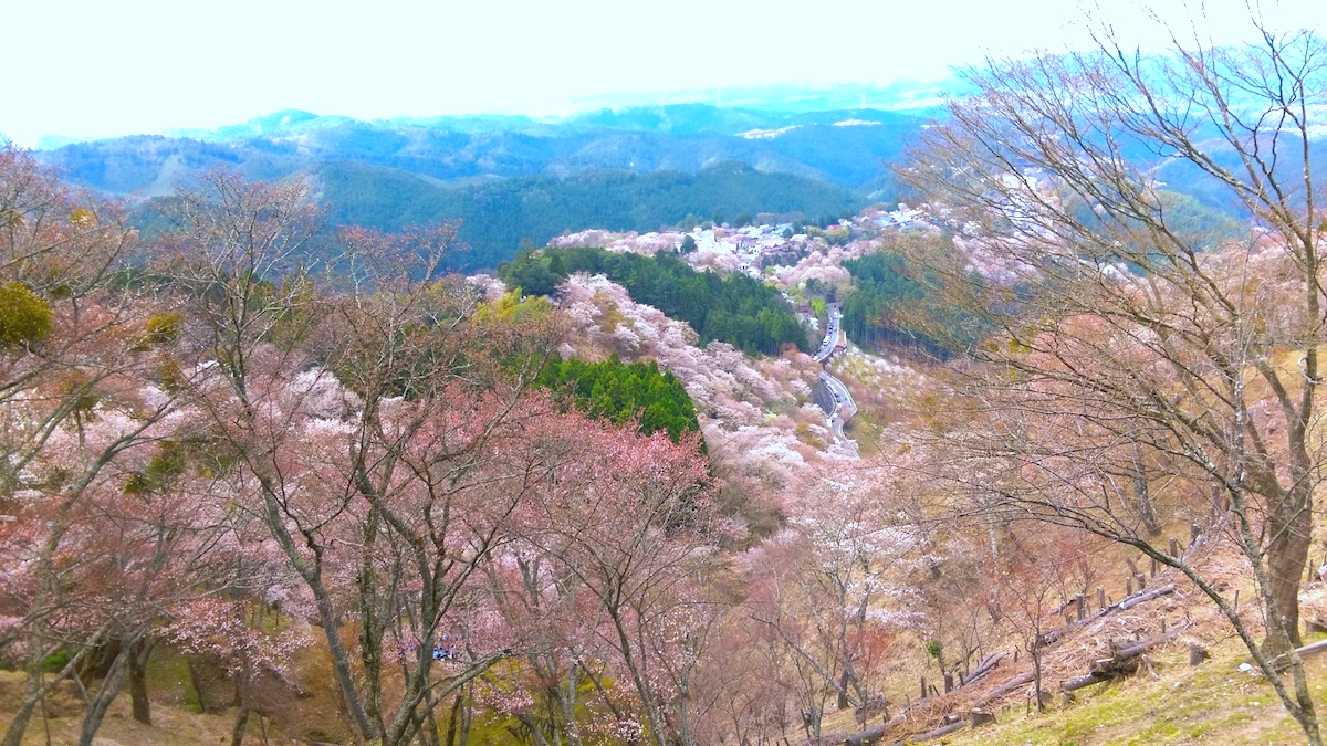 吉野山・上千本