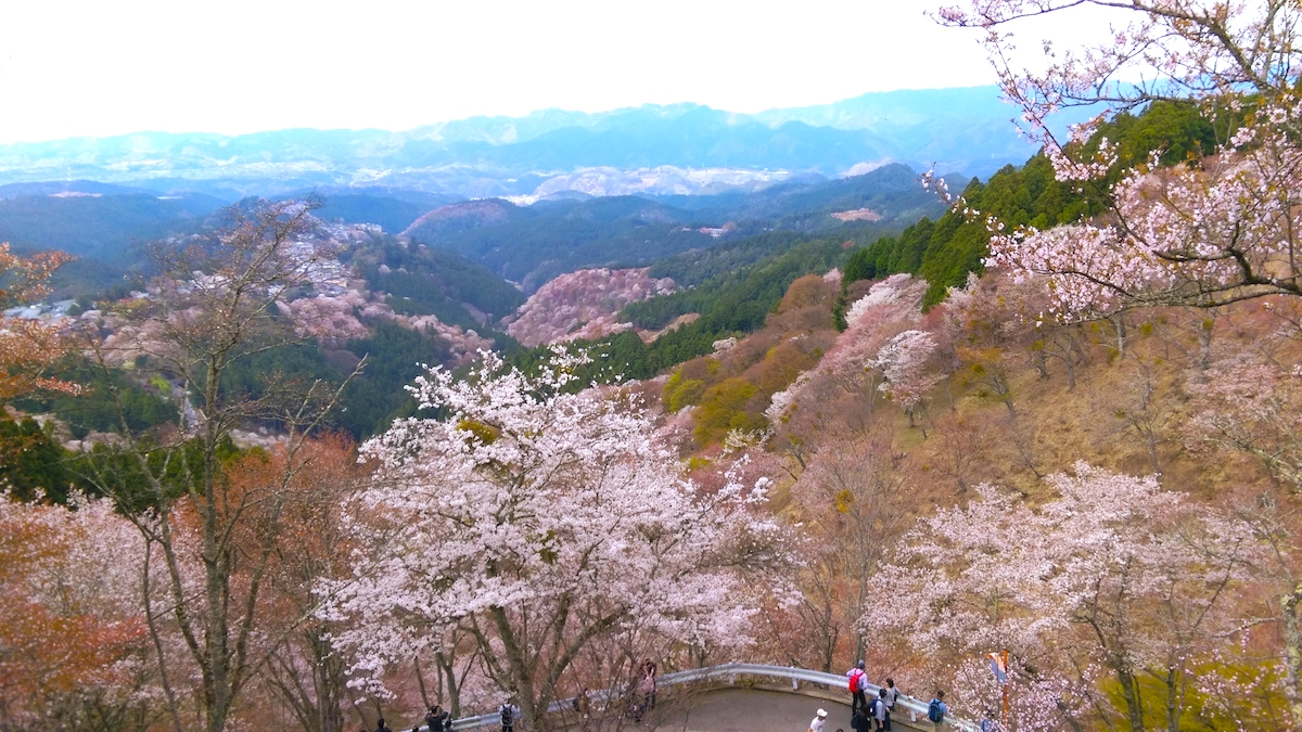 吉野山・上千本