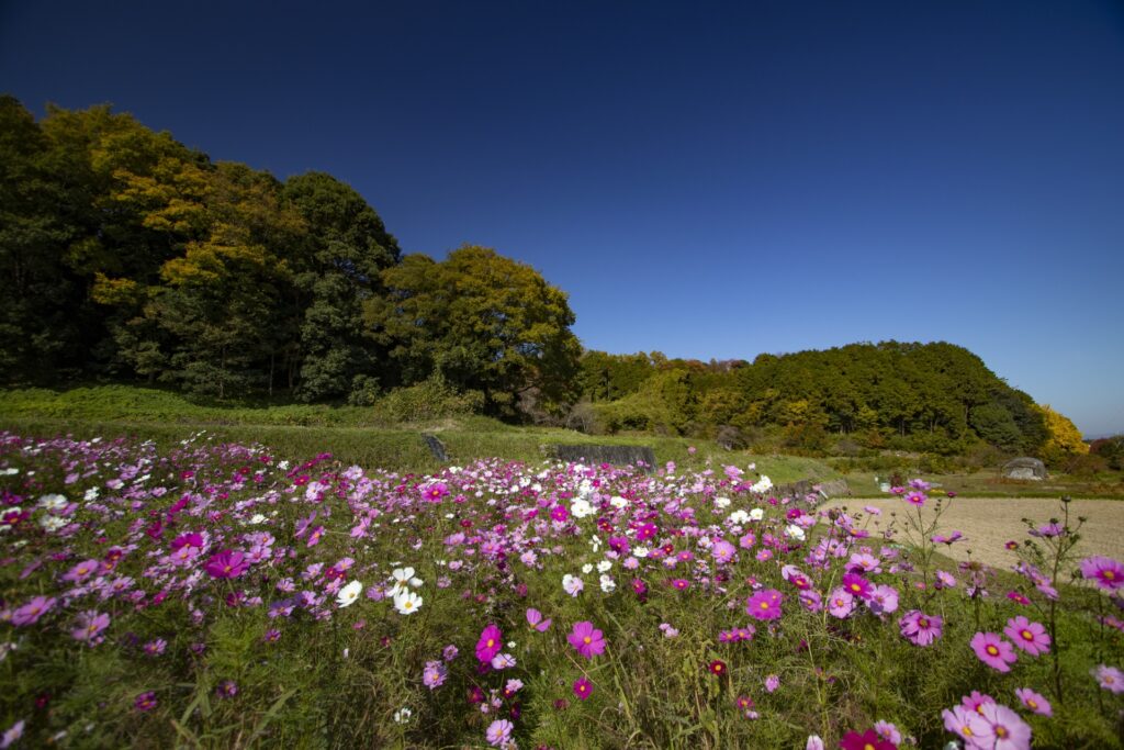 国営飛鳥歴史公園甘樫丘地区