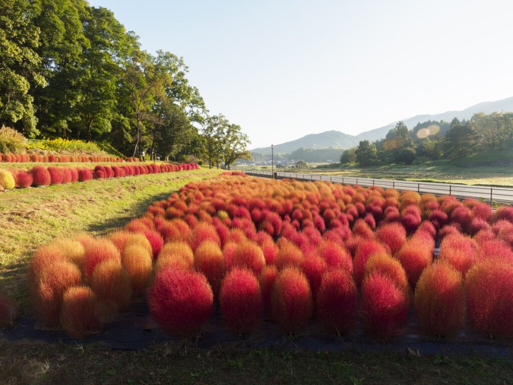 国営飛鳥歴史公園甘樫丘地区