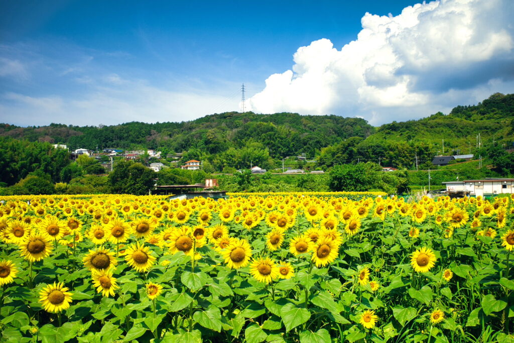 ひまわり園（五條市）