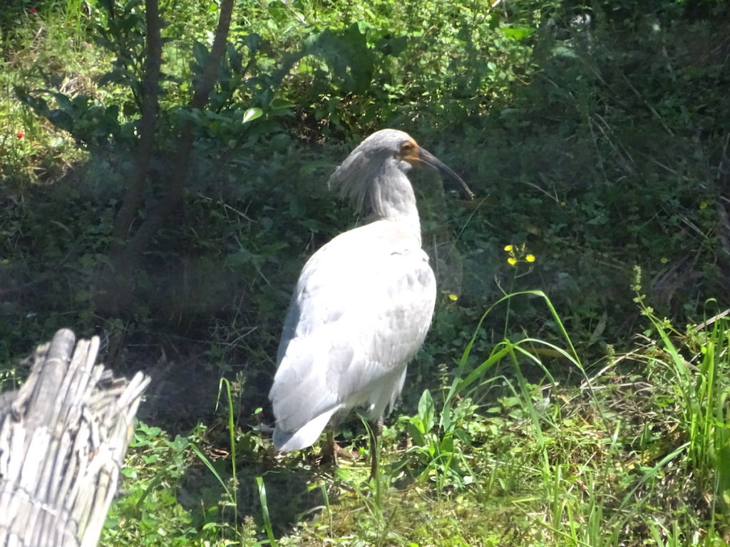 トキふれあいプラザ
