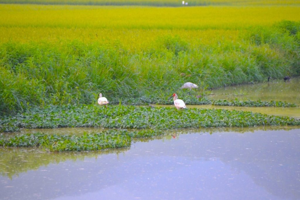 トキふれあいプラザ