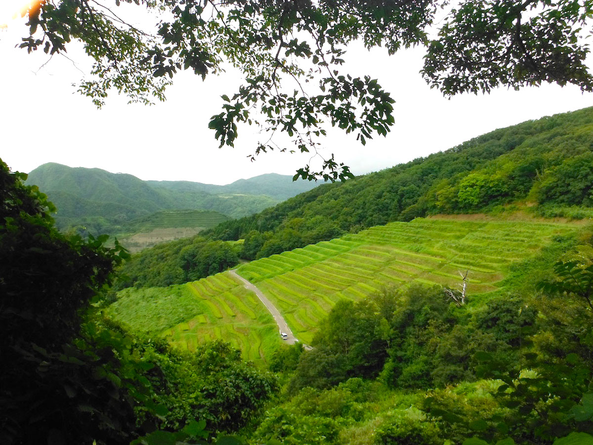 小倉千枚田