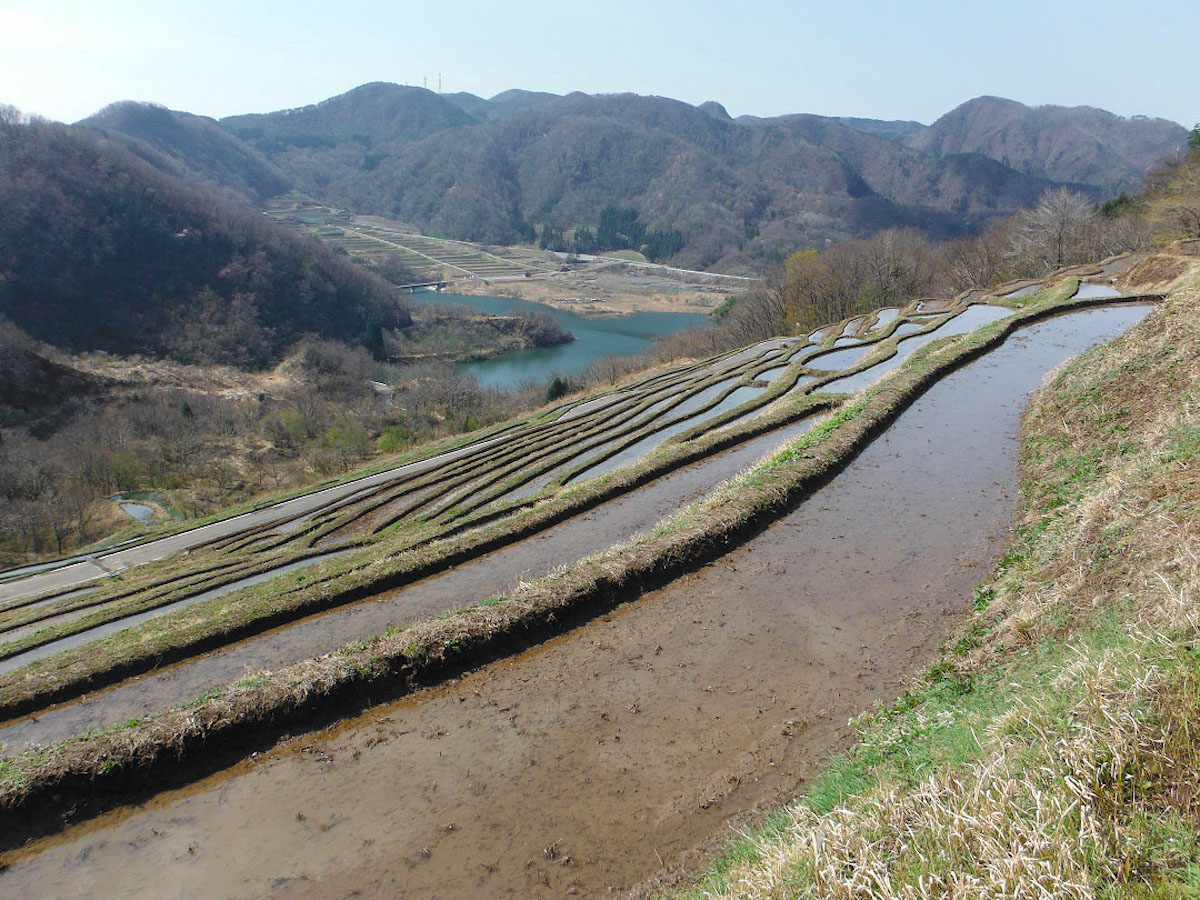 小倉千枚田