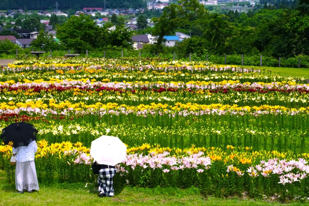 月岡公園花ひろば（ユリ畑）