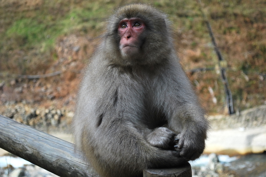 地獄谷野猿公苑