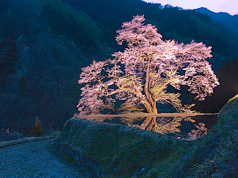 駒つなぎの桜