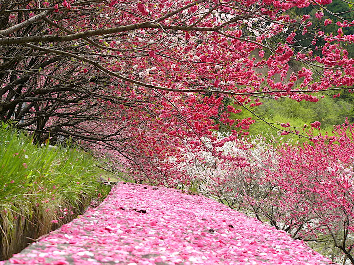 月川温泉郷 花桃の里