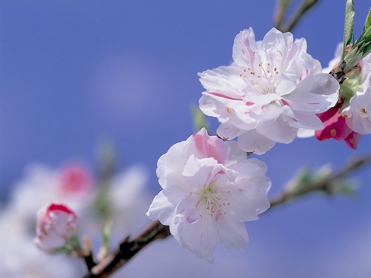 月川温泉郷 花桃の里