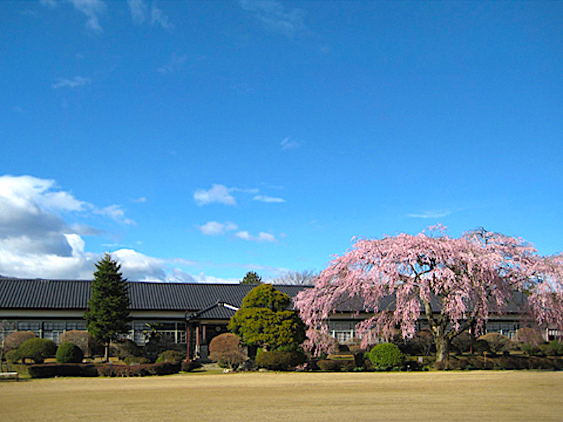 杵原学校（杵原学校のシダレザクラ）