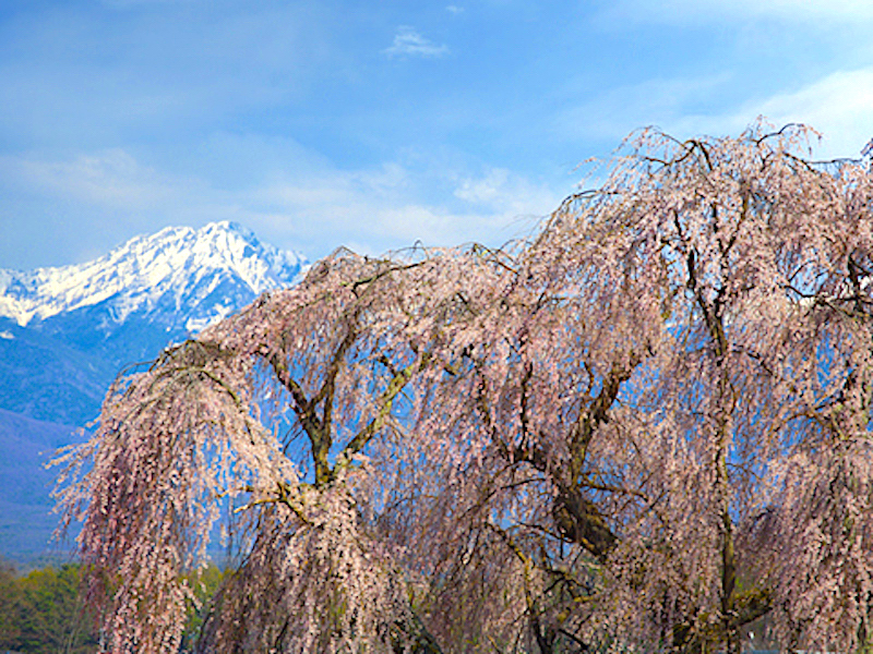 下菅沢の祖霊桜