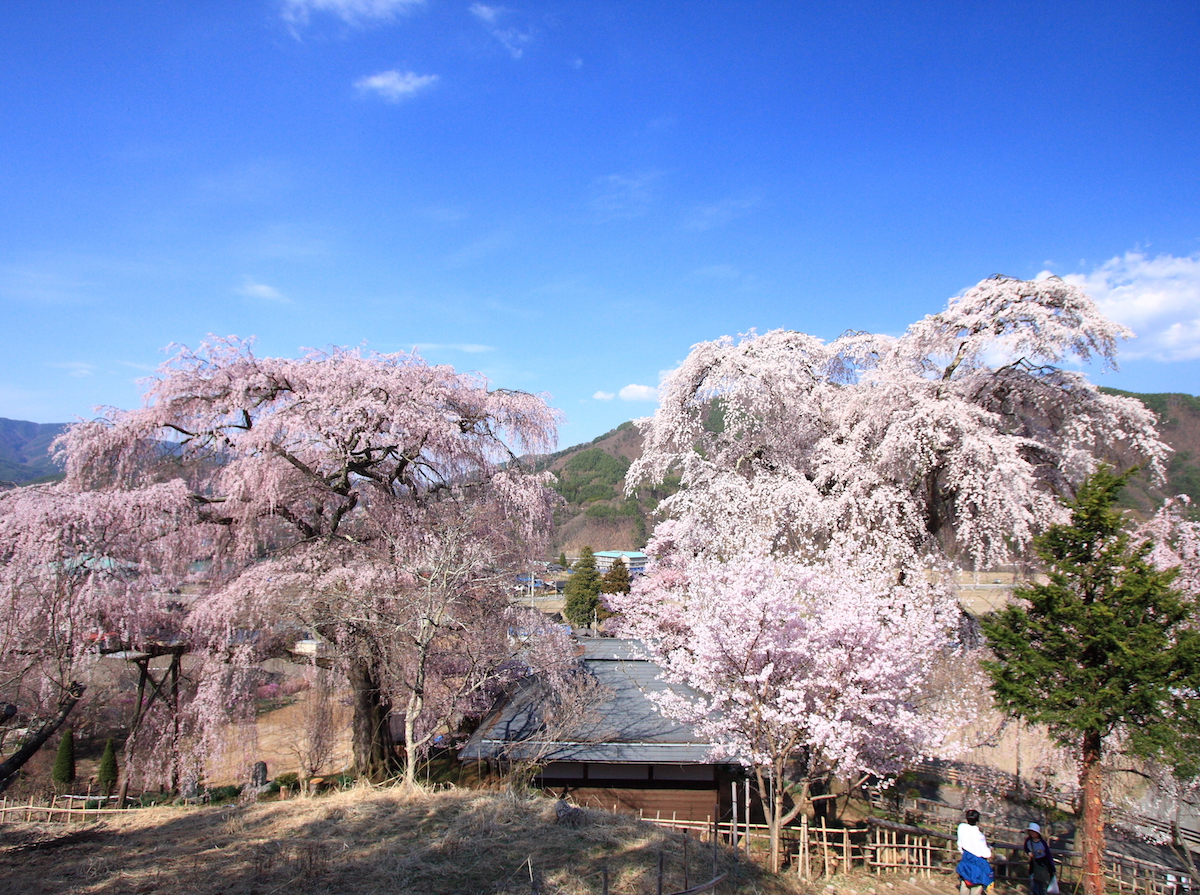 勝間薬師堂のしだれ桜