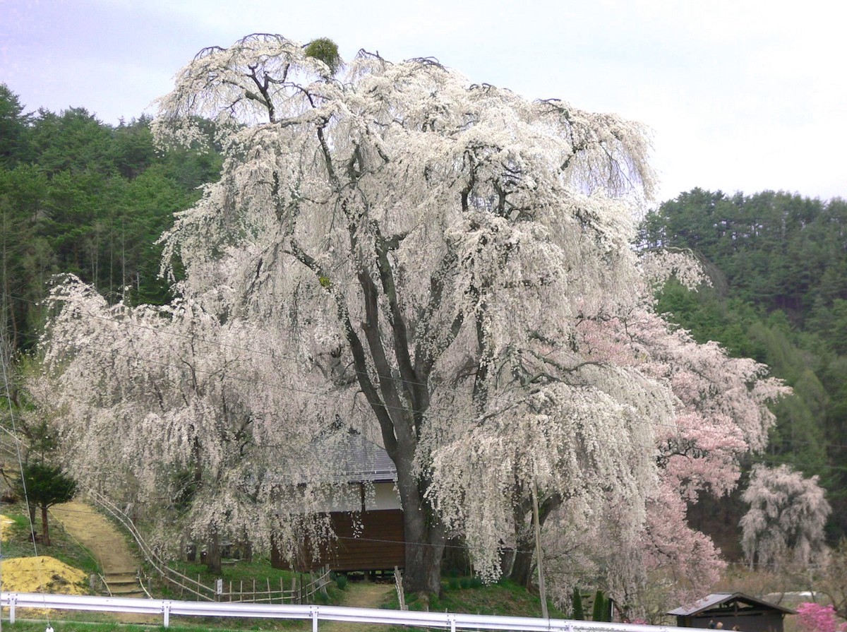 勝間薬師堂のしだれ桜