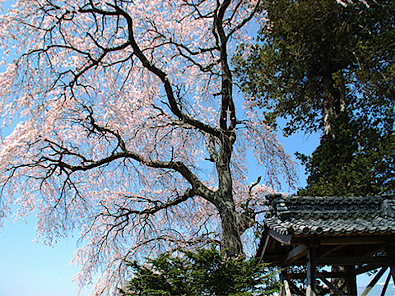 栖林寺のシダレザクラ