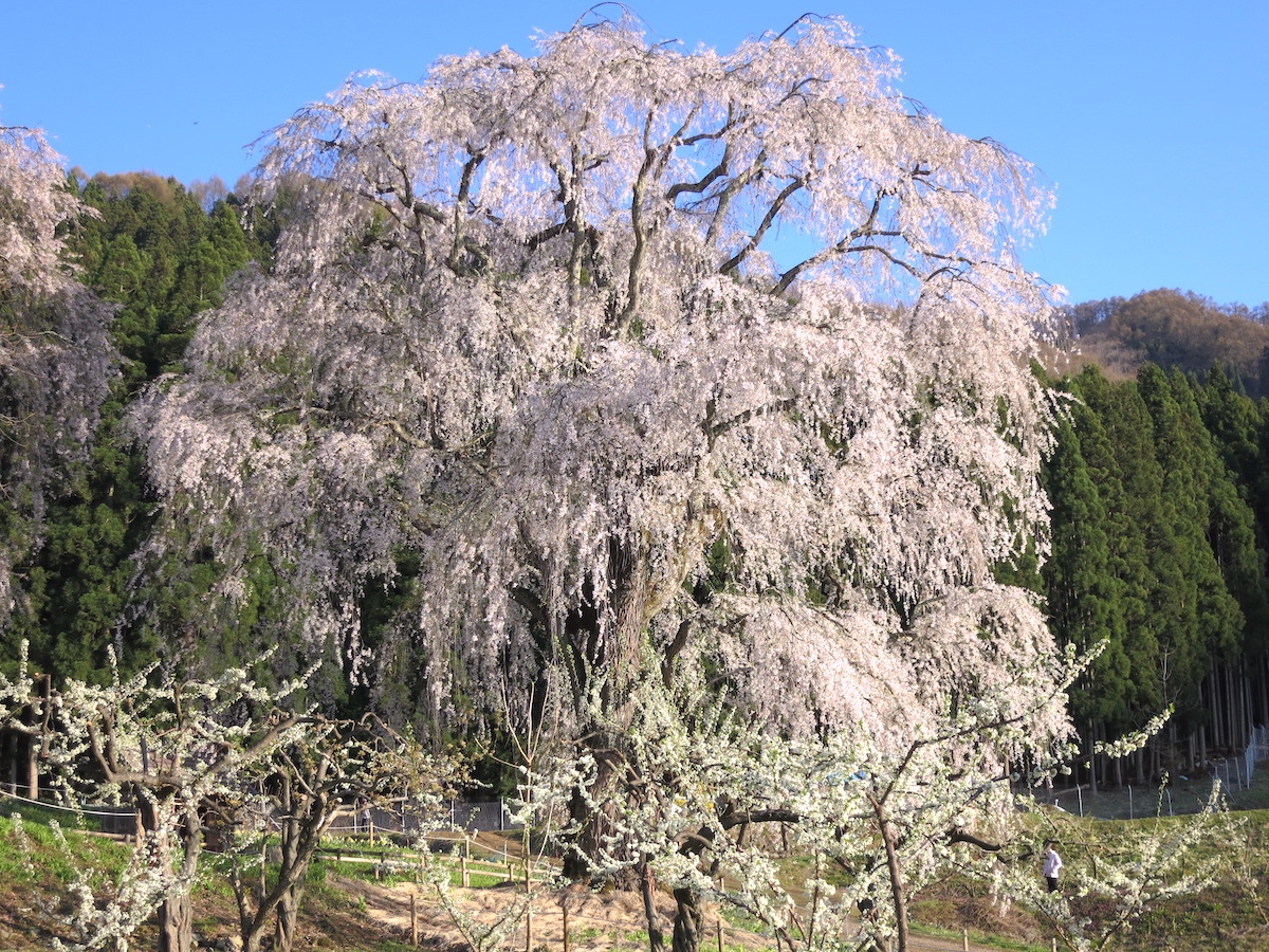 水中のしだれ桜