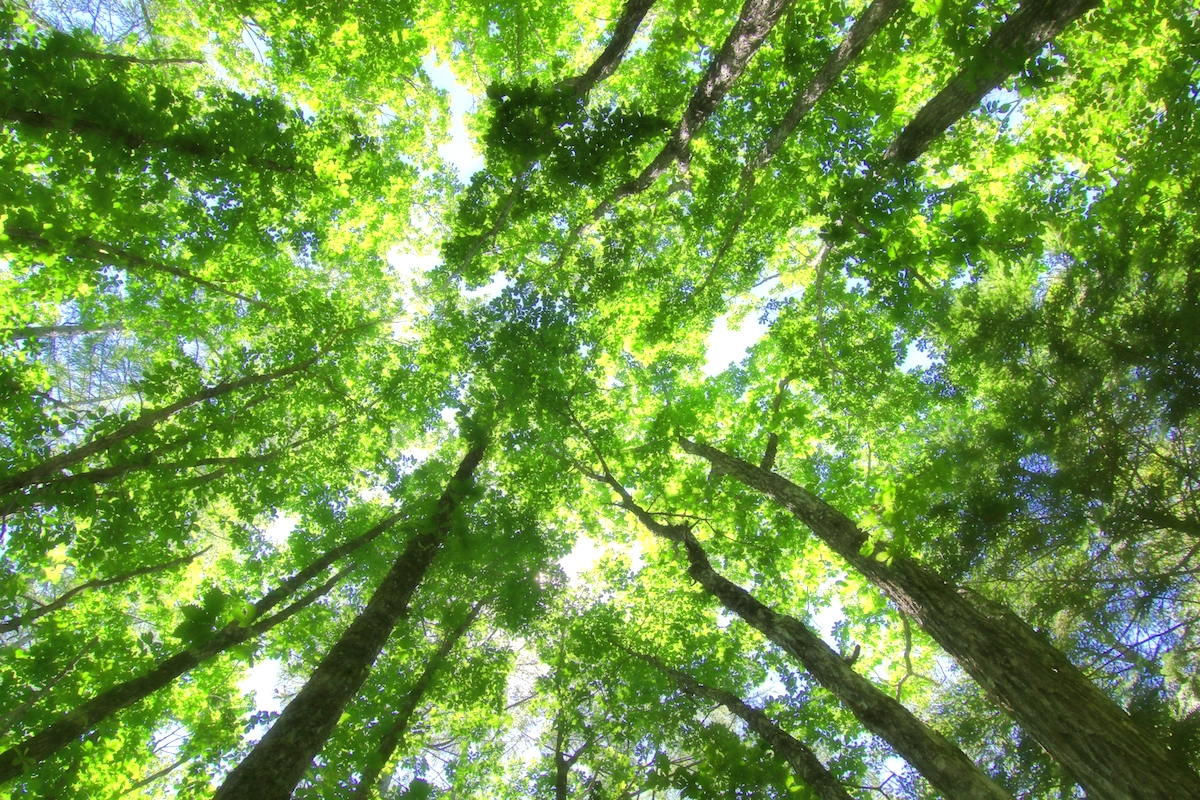 八千穂高原(日本一の白樺群生地)