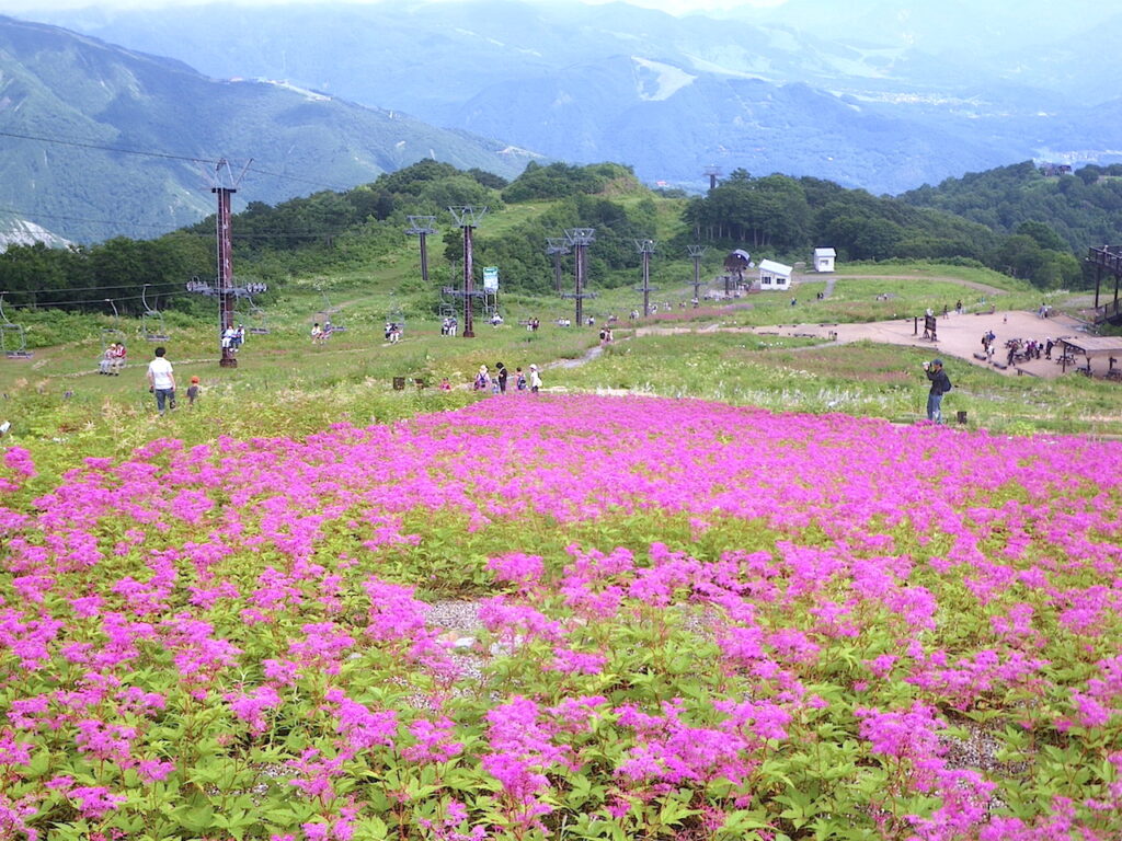 白馬五竜高山植物園