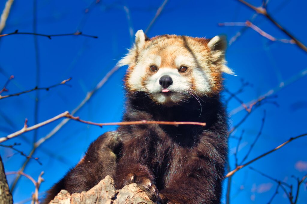 長野市茶臼山動物園