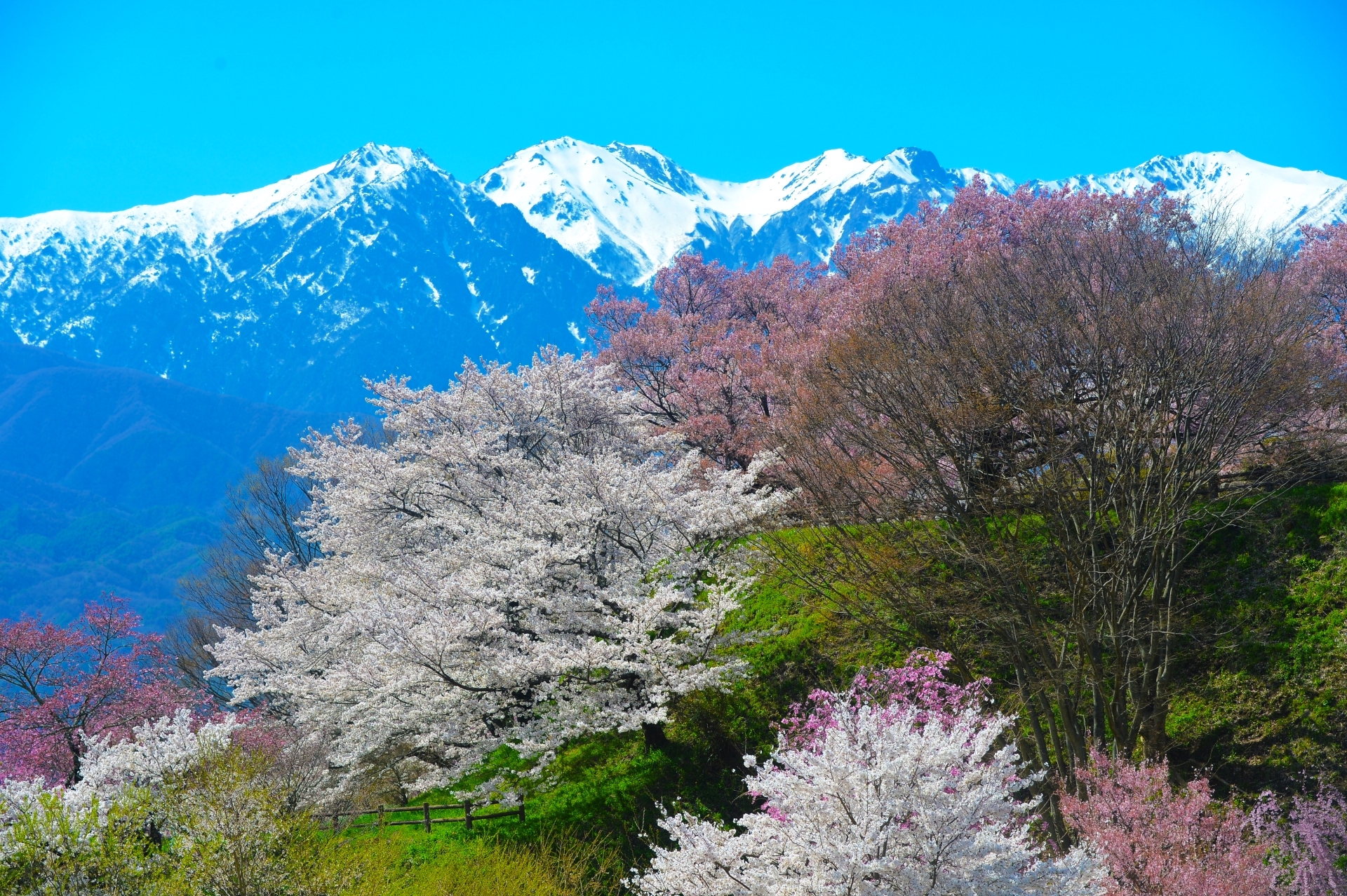 大草城址公園