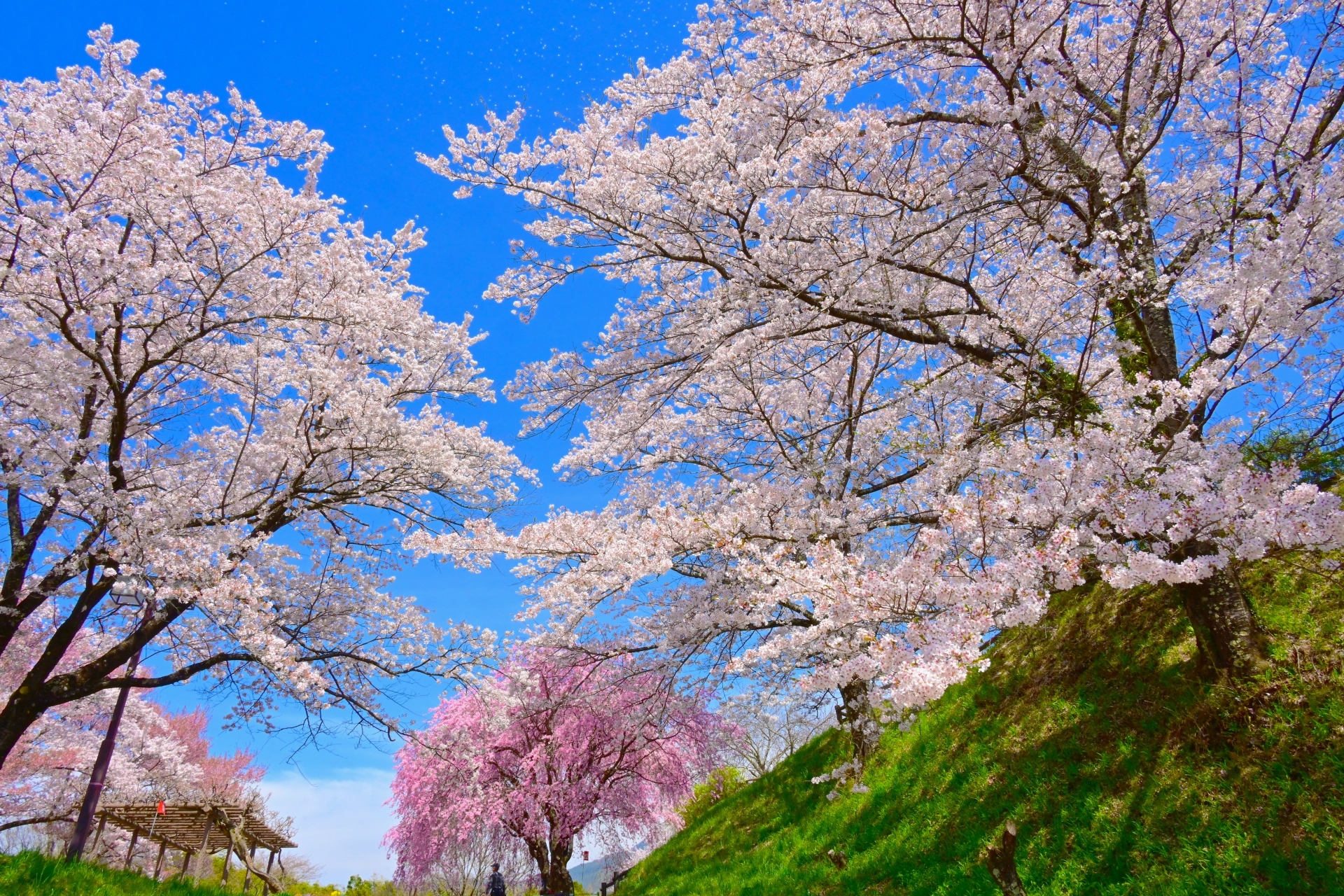大草城址公園