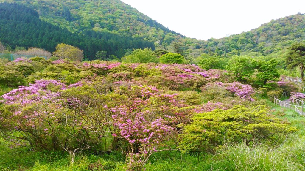 池の原園地（池の原ミヤマキリシマ群落）