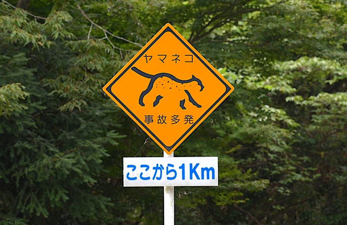 ツシマヤマネコ横断注意の道路標識