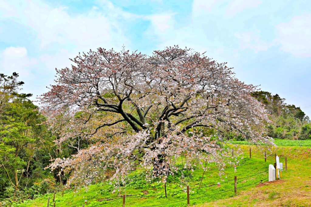 慈眼桜