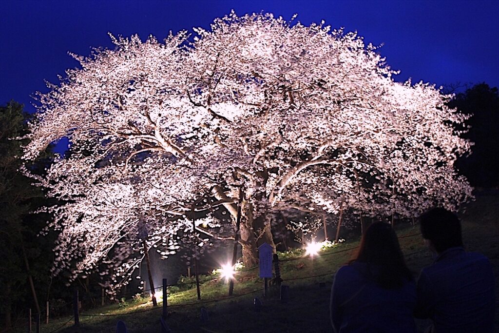 慈眼桜