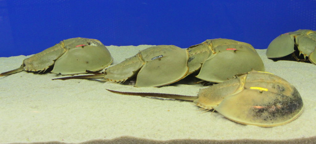 カブトガニ博物館