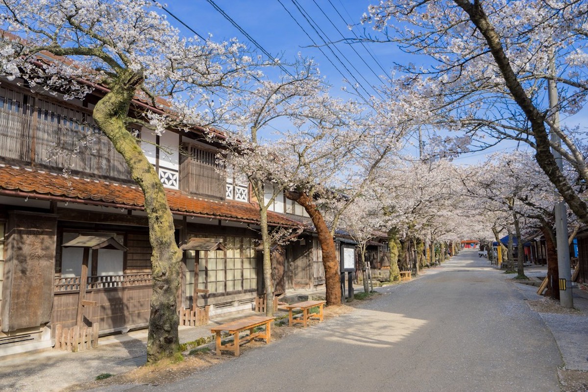 がいせん桜