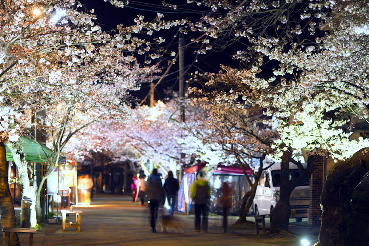 がいせん桜