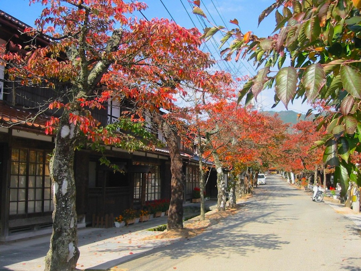 がいせん桜