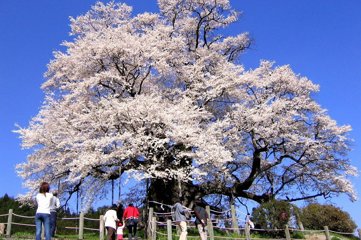 醍醐桜
