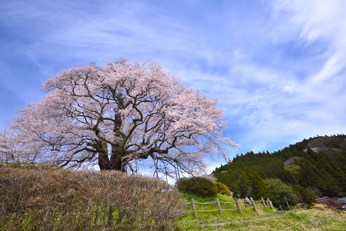 醍醐桜
