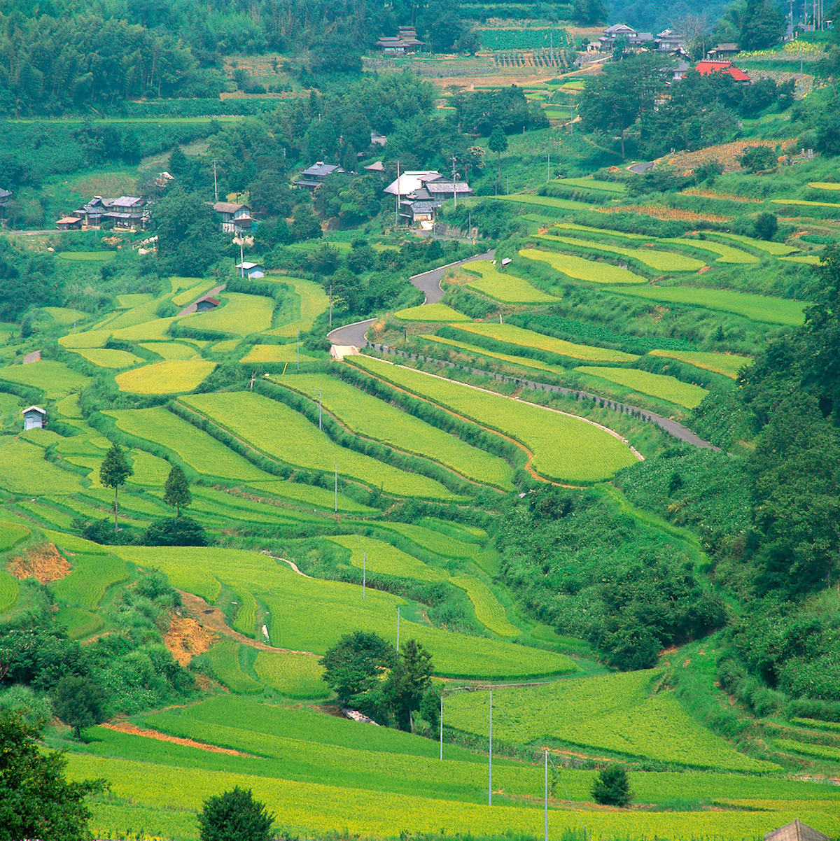 大垪和西の棚田