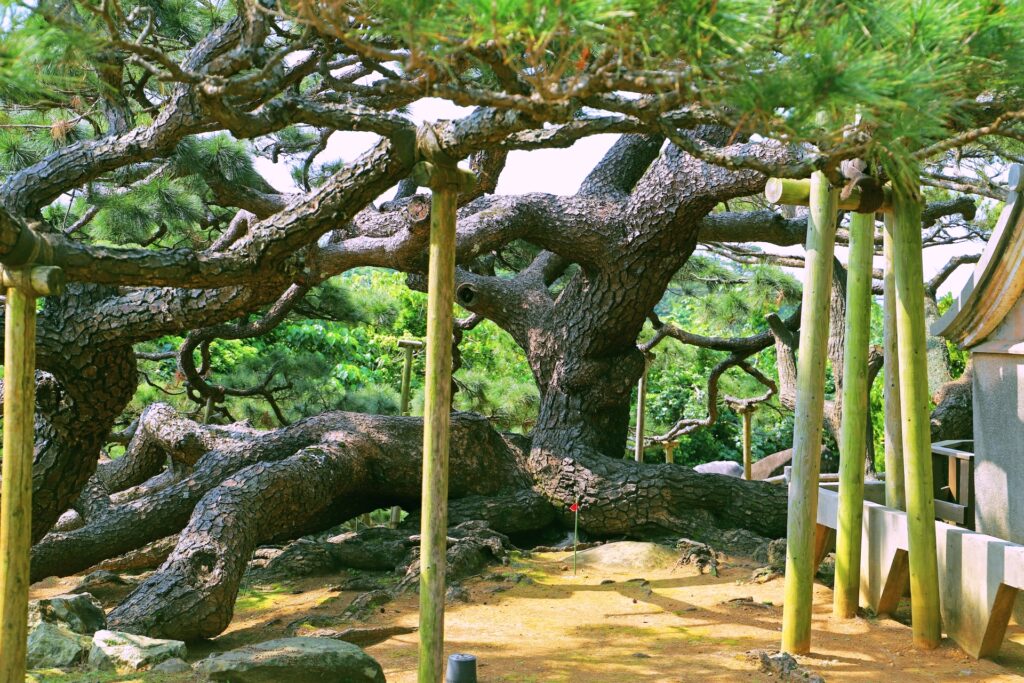 五枝の松