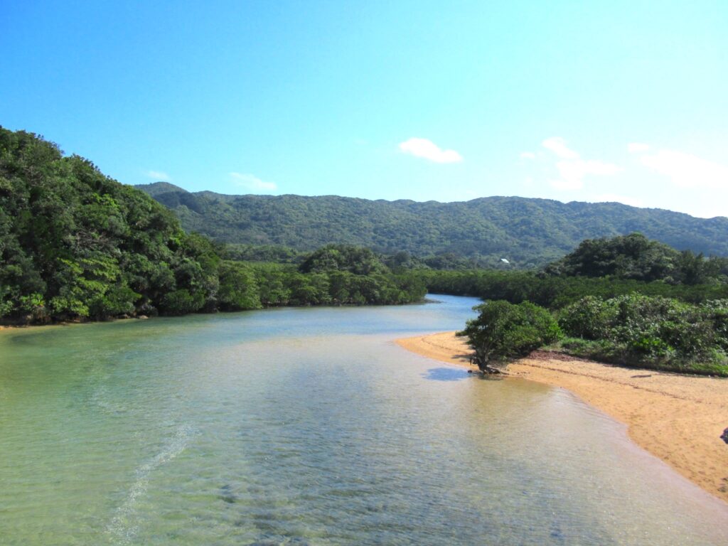 吹通川のマングローブ林