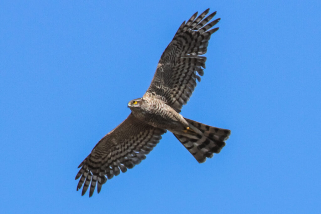 バンナ公園・渡り鳥観察所
