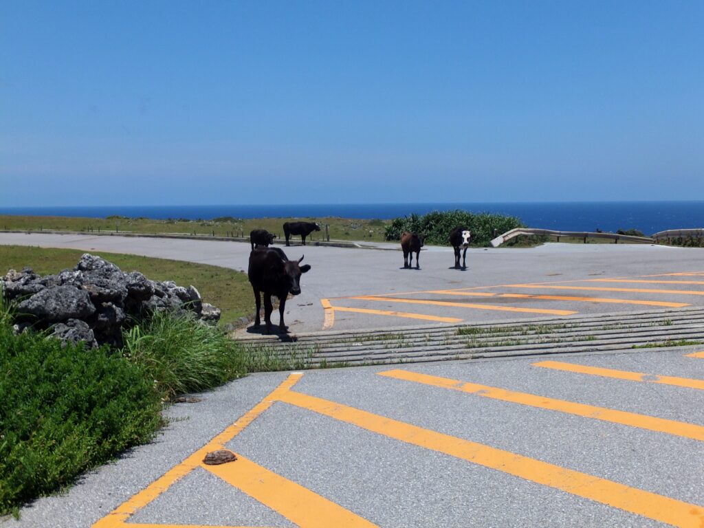 テキサスゲート（与那国島）