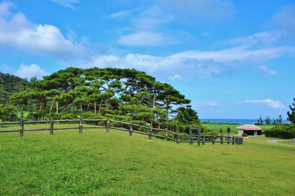 念頭平松