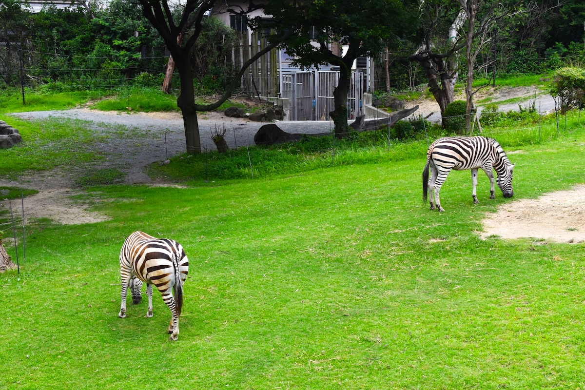 天王寺動物園