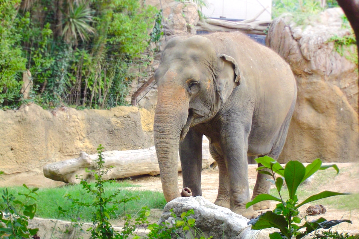 天王寺動物園