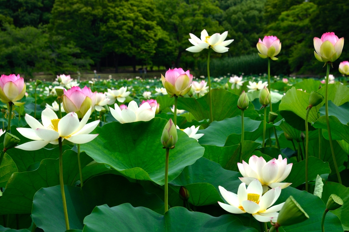 大阪市立長居植物園