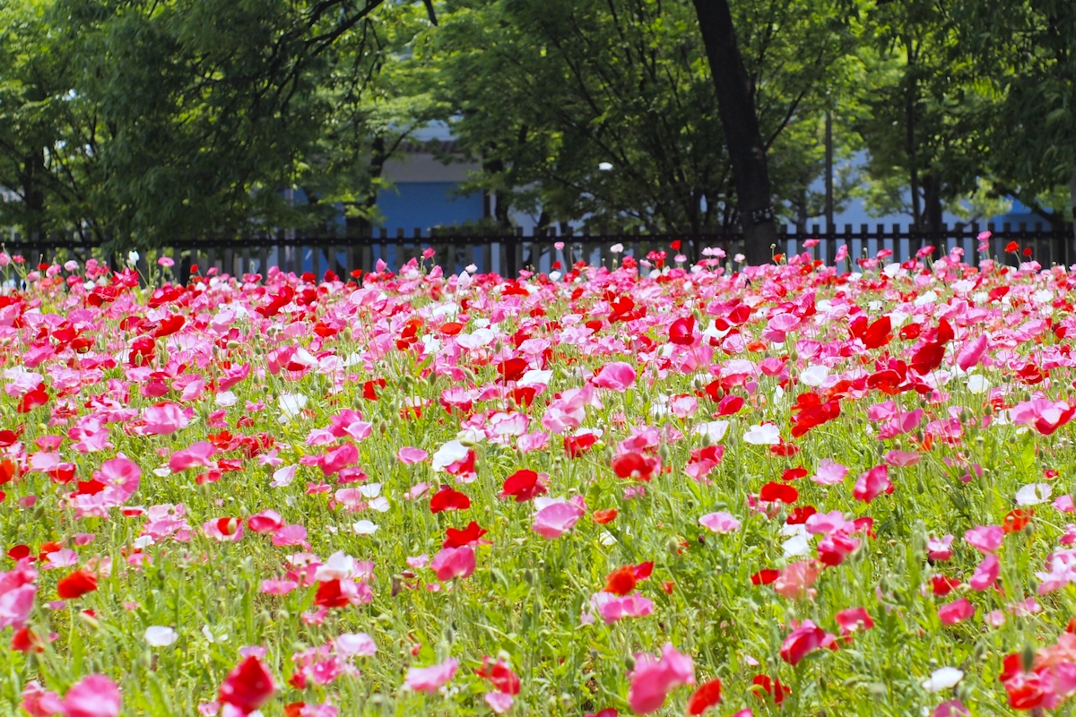 大阪市立長居植物園