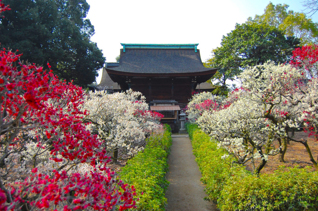 道明寺天満宮・梅園