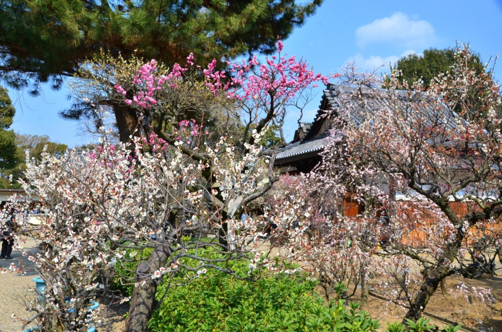 道明寺天満宮・梅園