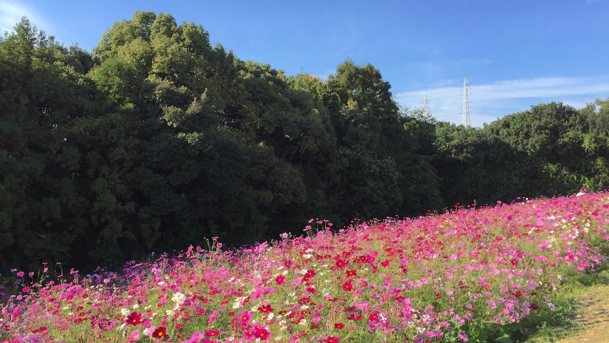 万博記念公園